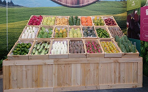 如何挑甜柿、芋頭？外表飽滿平滑是關鍵