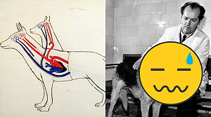 駭人！科學家截狗身創雙頭怪物 「犬形蜈蚣」入館藏展示