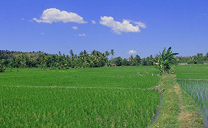 保障田野工作安全！農民職災保險下月上路