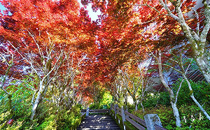 小旅行新玩法！台鐵推冬季郵輪式列車 2天1夜賞楓泡湯