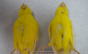 防範寵物鳥感染病毒  動保處籲飼主多加觀察