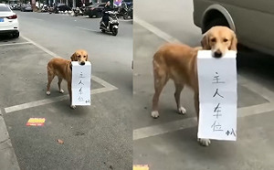 人肉佔車位落伍了！「狗肉站位」畫面網友全融化