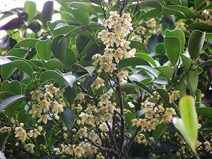 想淨化空氣 農委會推薦栽種「森氏紅淡比」