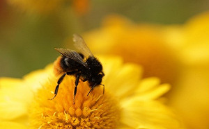 輕鬆一掃QR Code 蜂蜜產製履歷一目瞭然