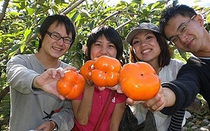 當季柿子正甜！ 農業局：不輸日本甜柿