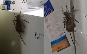 （影）大喇牙叼小灰鼠廚房逛大街 畫面太毛網友寒毛直豎