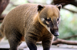 雄性成員都禮讓！小公主高傲模樣超逗趣