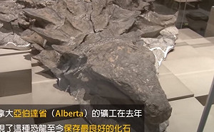 (影)完美化石「結節龍」驚艷恐龍迷！網友驚呼：酷斯拉