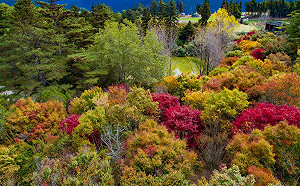 秋天賞楓好去處！漫步福壽山楓葉林超浪漫