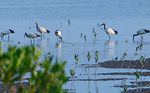 和野鳥一起俯瞰台北市景！VR影像科技帶你飛上天