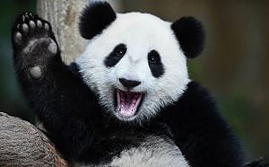 安倍北京行 正式要求再次租借大貓熊