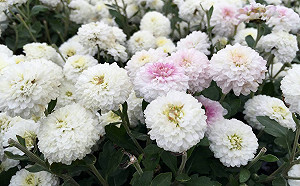 皚皚秋雪在這裡！悠遊銅鑼杭菊雪白世界