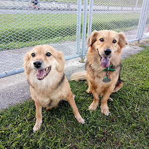 狗版星星知我心  桃園兄妹犬各被領養3年後重逢