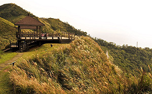 滿山芒花隨風搖！漫步草嶺古道銀白花海好浪漫