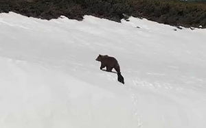 (影) 熊母子爬山小熊數次滑落雪壁  無人機險害熊寶寶喪生