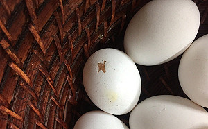 9成4不合格！ 5縣市17親子餐廳僅有1家過關