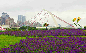 週末踏青好去處！北市千坪花海怒放中