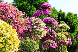 秋季賞花新選擇！彰化「秘密花園」九重葛怒放中