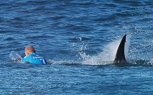 澳洲衝浪客大腿遭鯊魚咬傷 ２個月內第５例