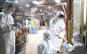 新北市防範禽流感！農業局：隱匿疫情最高可處 1 百萬罰鍰