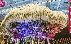 花博熱潮延伸海外！日本園藝王子三上博史來台介紹花博