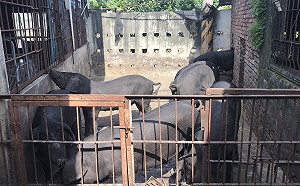 中國動物血漿粉飼料驗出非洲豬瘟　防檢局：未曾進口