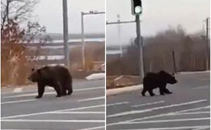 黑龍江兩熊一虎逃亡  官方竟說季節性遊蕩不抓