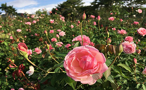 屬於愛情的花朵！北市秋季浪漫玫瑰園超夢幻
