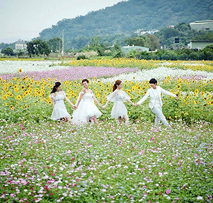 大溪月眉彩虹花田正繽紛 11/24投票 賞花