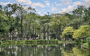 漫步其中好愜意！「城市版忘憂森林」在高雄