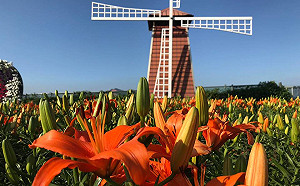 冬季也能賞花趣！中社花市百花齊放美景別錯過