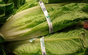 美加「蘿蔓生菜」爆大腸桿菌汙染！食藥署：民眾勿生食