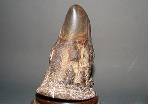 環保團體強烈抗議 蘇富比犀牛角拍賣喊停