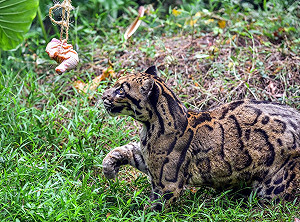 溫柔眼神融化眾人！ 北市動物園高齡雲豹辭世