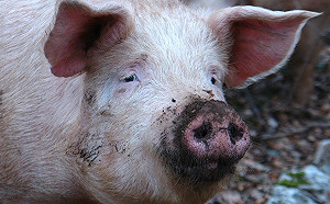 疫苗有望防範非洲豬瘟？農委會：技術尚未成熟