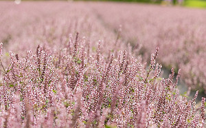 浪漫仙草花海超殺底片！楊梅花彩節周末登場