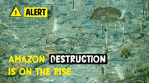 巴西森林遭濫砍 綠色和平：1年流失面積百萬座足球場