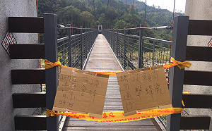 南庄4遊客遭虎頭蜂螫傷　東河吊橋暫封閉
