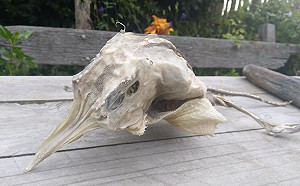 細腳加翅膀   紐西蘭現奇特動物遺骸