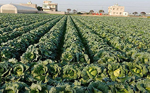 便宜又好吃！當令食材高麗菜多元料理餐桌新寵兒