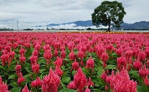 與花共舞！到台中新社享受花海圍繞好愜意