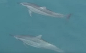 無視危害鯨豚  美批准用地震氣槍勘油