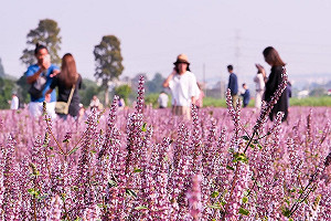打卡PO美照拿大獎  桃園花彩節活動大方送！