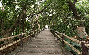 老少咸宜！ 桃園虎頭山新步道更親近自然