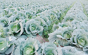 武漢肺炎》降低疫情衝擊！農委會提供紓困貸款68億元