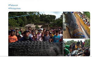 菲巨型殺人鱷疑兇落網  4.75公尺長數十人抬上車