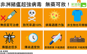 非洲豬瘟》速度快、途徑多　無藥可醫的可怕傳染病！