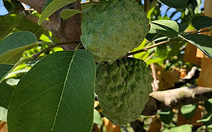 台東人要顧肚子不選民進黨？ 謝金河：大陸是釋迦的最大外銷市場