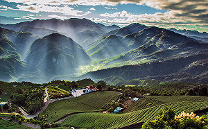 看曙光先卡位！明起阿里山祝山觀日列車開放預售