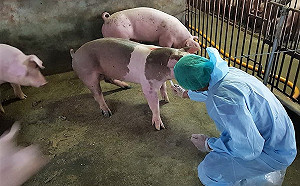 串聯電商防堵豬瘟　農委會：大陸疫情至少延燒50年